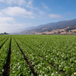 Rows of lettuce in the Salinas Valley of central California in Monterey County
