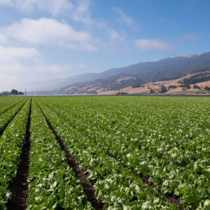 Rows of lettuce in the Salinas Valley of central California in Monterey County