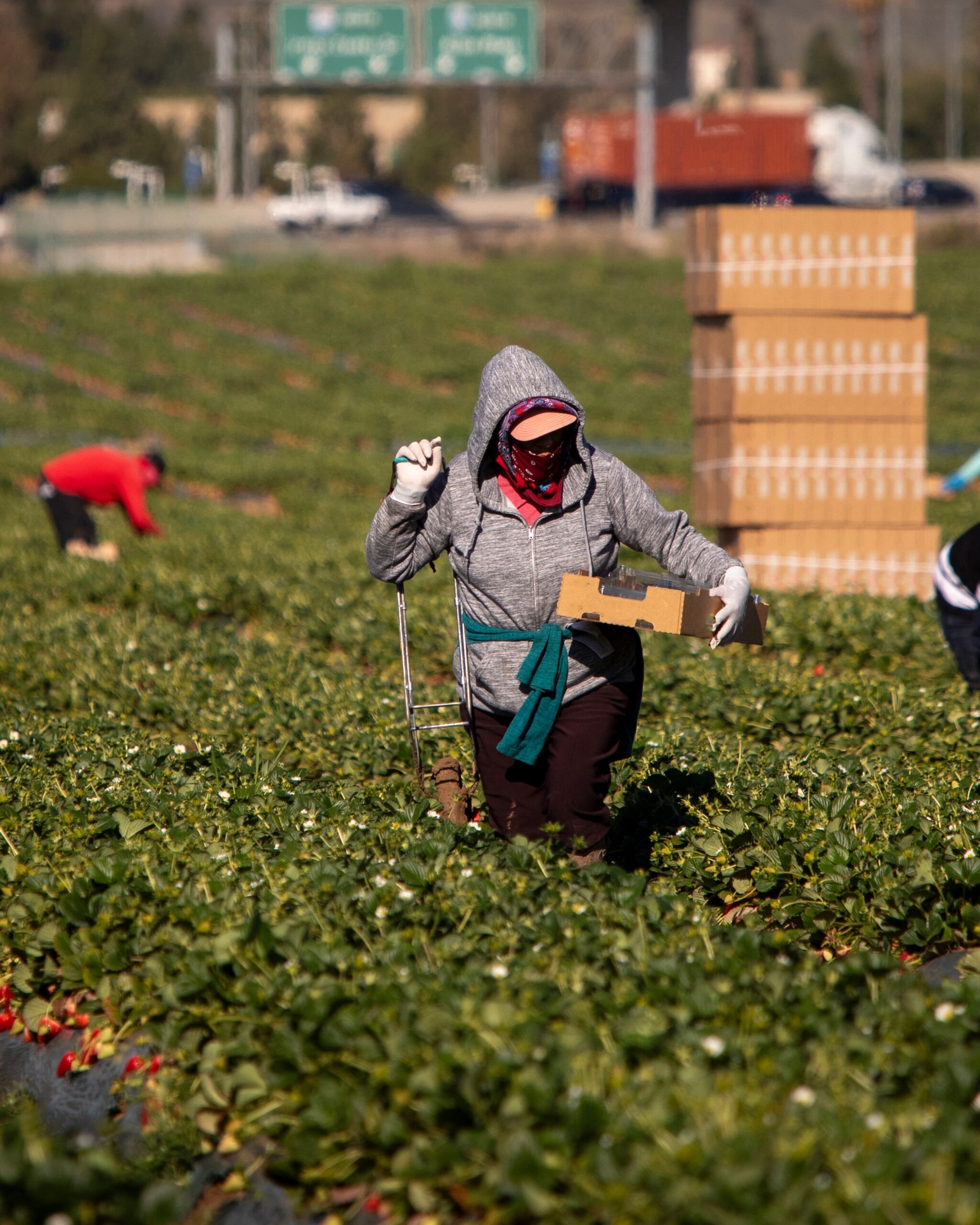 Farm field workers dressed warm while harvesting
