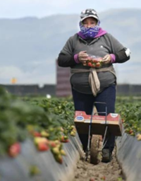 Farmworker Photo of a farmworker in the fields